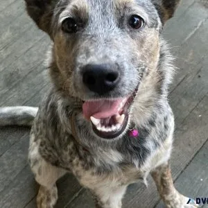 Rehoming blue heeler