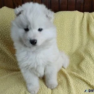Playful  Samoyed puppies