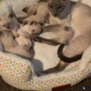 Beautiful Siamese kitties for sale