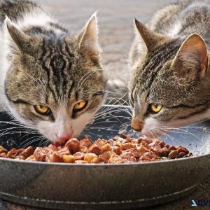 Buy Online Pet Food 2023 with the Best Prices - Pawrulz
