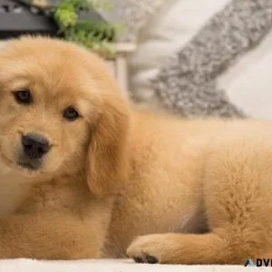 Sjhs Golden retriever puppies for sale