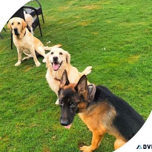 Best Dog boarding in Gurgaon