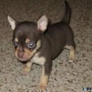 Adorable male and female Chihuahua puppies