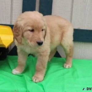 Cute Golden Retriever