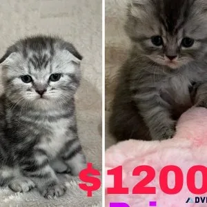 Scottish and British kittens available in Brooklyn