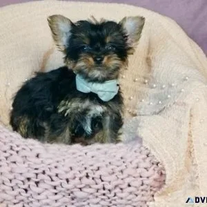 Adorable Morkie puppies Available.