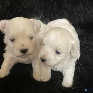 Malti-Poo Puppies