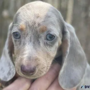 Dachshund puppies for sale READY