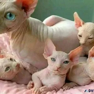 Beautiful Sphynx kittens for sale