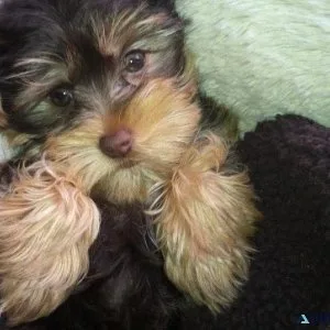 Perfectly Precious YorkiePoos