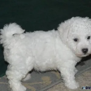 Very Cute Bichon Frise Puppies