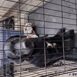 5 month old lab free to good home.