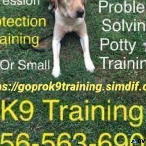 Canine 63 training off leash