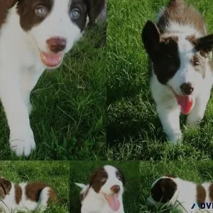 Border Collie Puppies