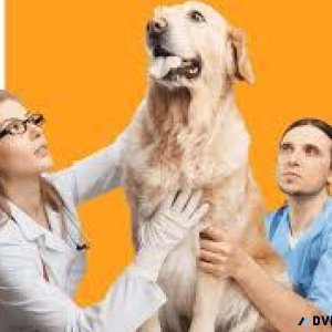 Top-Rated Veterinary Doctor in Noida  Vet Land Pet Clinic