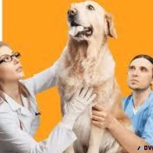 Top-Rated Veterinary Doctor in Noida  Vet Land Pet Clinic