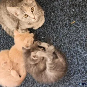 Free Orange and Cream colored cats and kittens
