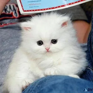 Male persian kitten
