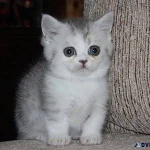 Munchkin Kittens
