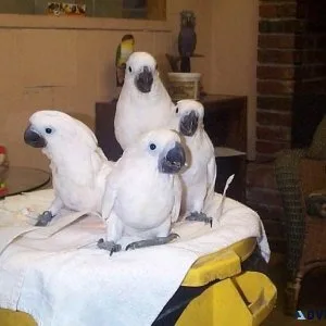 Lovely African Cockatoo for sale