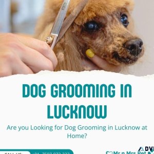 Dog Grooming Services in Lucknow