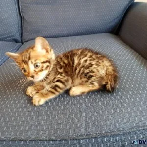 Brown Rossetted Bengal Kittens.