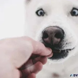5 Fall Safety Tips For Pet Owners - Vets in Holly Springs MS