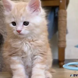 Cute Maine Coon Kitten