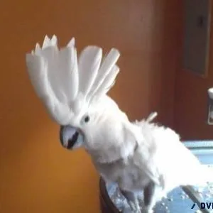 Amazing Umbrella Cockatoos available now