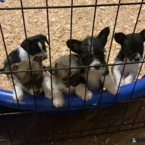 Corgi Chihuahua Puppies