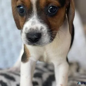 Lovely Beagle pups