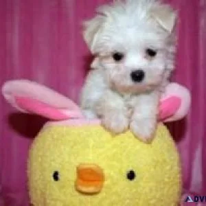 Adorable Teacup Maltese Puppies For Adoption