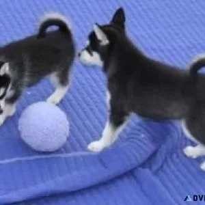 Fantastic Siberian Husky Pups Available