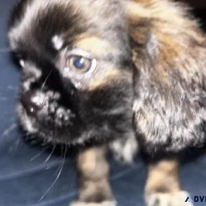 Shih tzu puppies