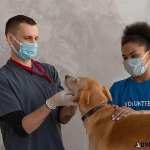 Your Trusted Pet Clinic in Sector 137 Noida