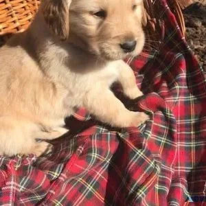 Fabulous  golden Retriever Puppies