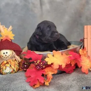 Akc lab puppies