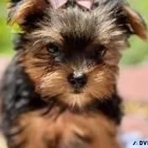AKC registered Yorkie.