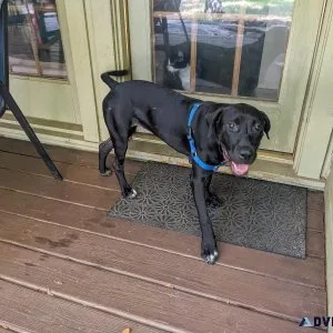 Puppy Great Dane mix