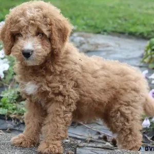 Cherry Female Mini Goldendoodle