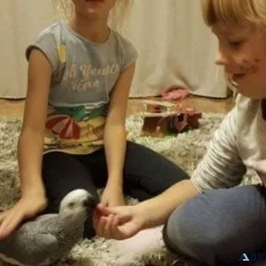 Congo African Grey Parrot Girl