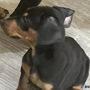Doberman Pincher Puppies