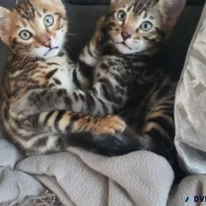 Pedigree Bengal kittens