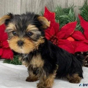 T-cup Yorkie For sale