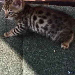 Registered Spotted Bengal Kittens