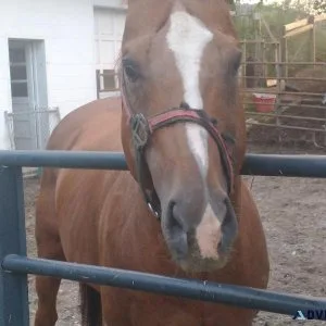Thoroughbred Stallion