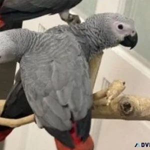 Well Socialized African Grey Parrots available now.