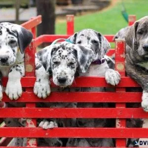 Super adorable Great Dane Puppies