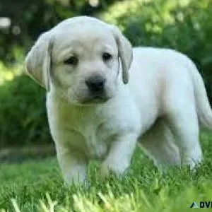 Beautiful Male and Female LabradorGolden Retriever Puppies