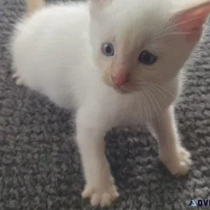 Male flame point siamese